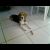 robi_romeo
