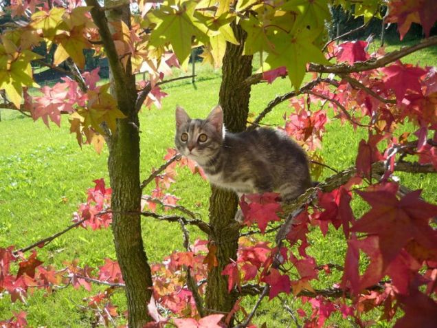 Molly e l'autunno