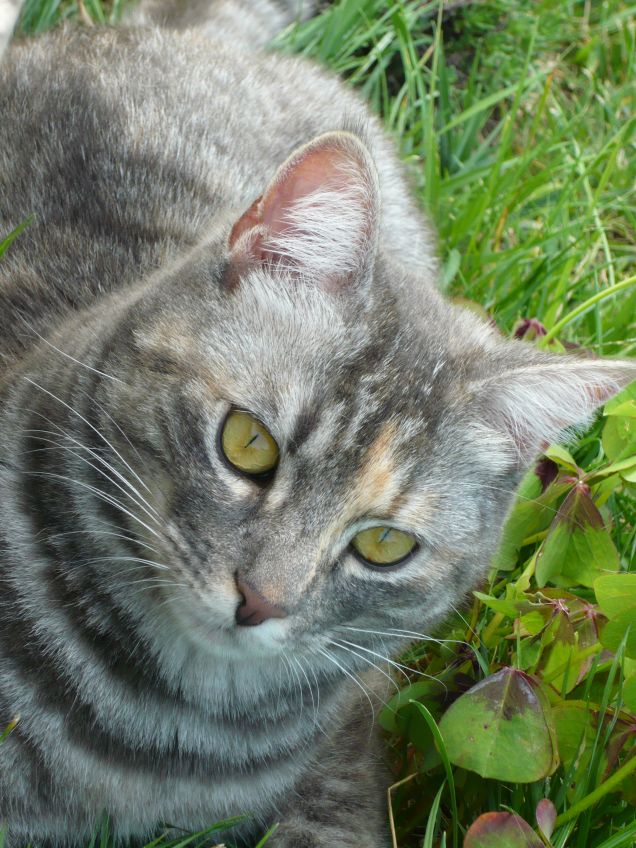 Molly e il giardino