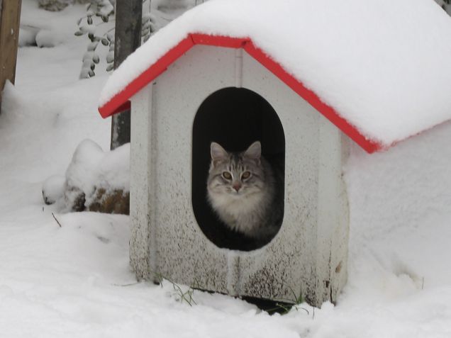 Urbano sei un Gatto!!!