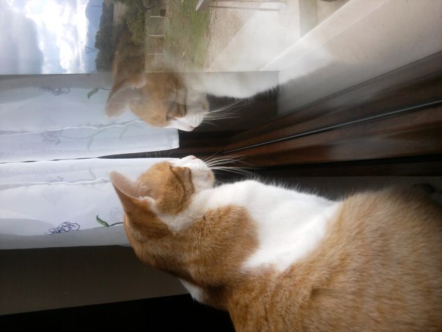 Pilu' aspetta di poter uscire.