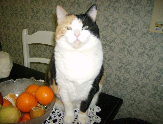 Susi, la gattona tricolore