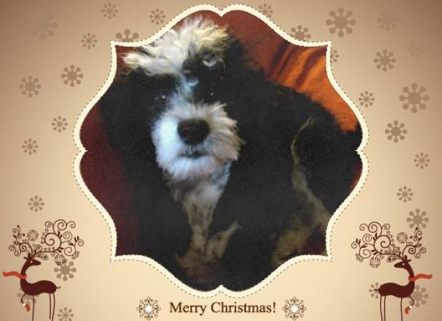 Buon Natale da Artù