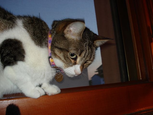 Minù in osservazione