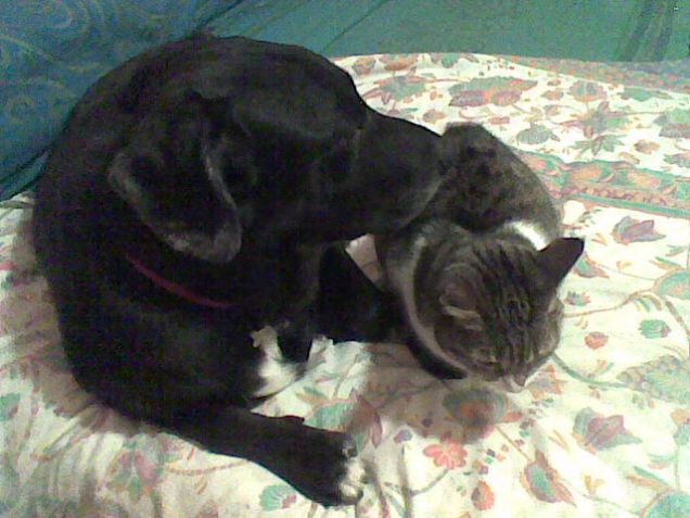 Questo è un amore che dura da anni Minù e Billi