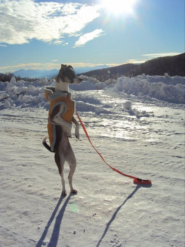 SnowDog