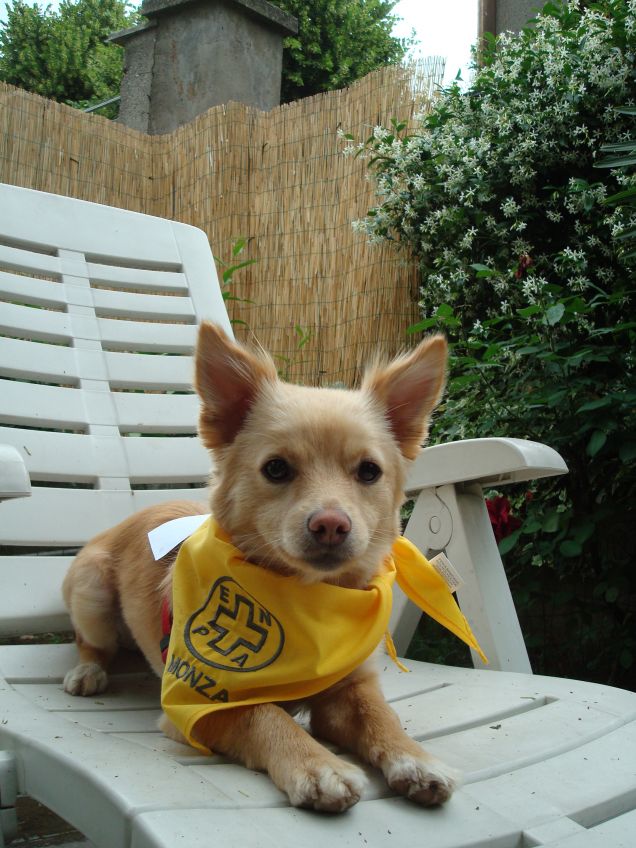 pimpa dopo la 4 passi a 4 zampe dell'enpa