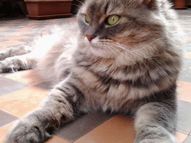 Rising Sun Lynn Padishahova della Taiga