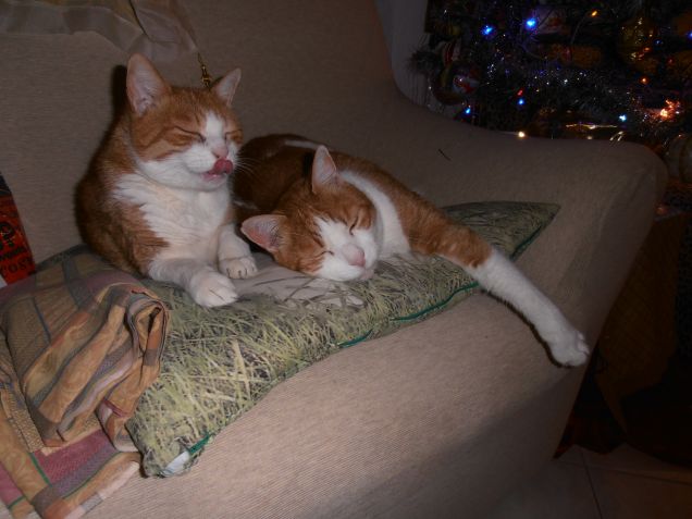 red e toby in relax sul divano.