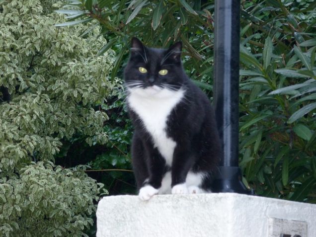 Briciola in attesa dei padroncini