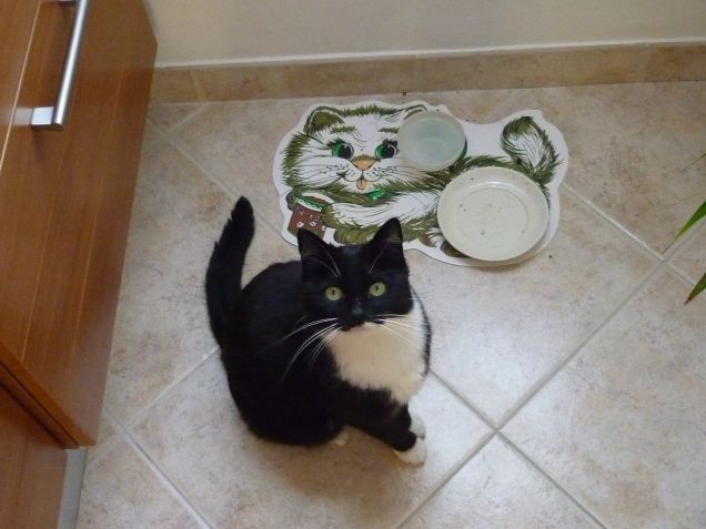 Briciola in attesa del pranzo