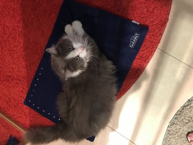 Kiwi ringrazia della copertina gourmet ❤️