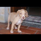 ILENIA