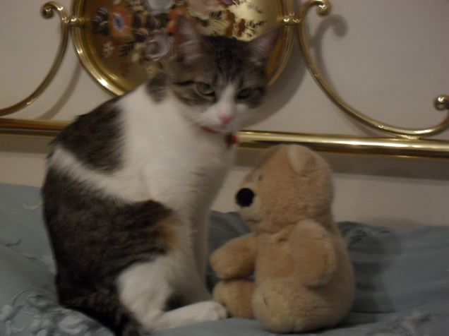 Kitty e l'amico di peluche 