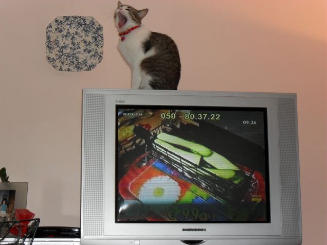 Kitti e la televendita