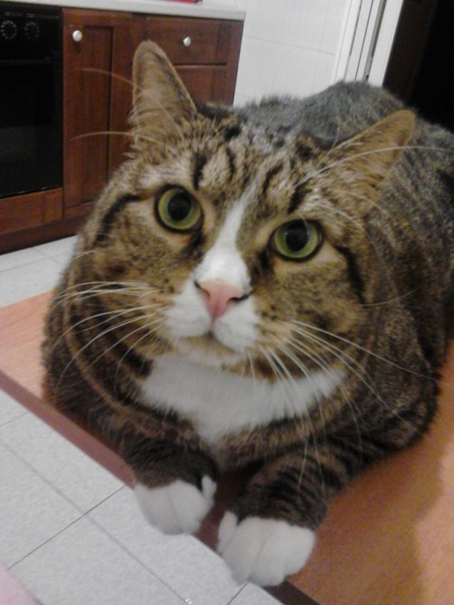 Teddy, all'età di quasi 7 anni