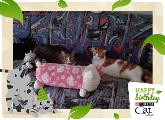 Vi presento Duffy di 11 anni, Teddy di 8 anni e Siria di 1