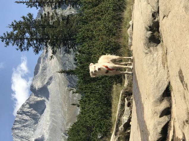 La montagna è il ambiente preferito
