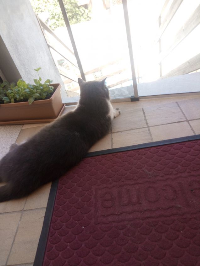 Gioco di sguardi con Virgola