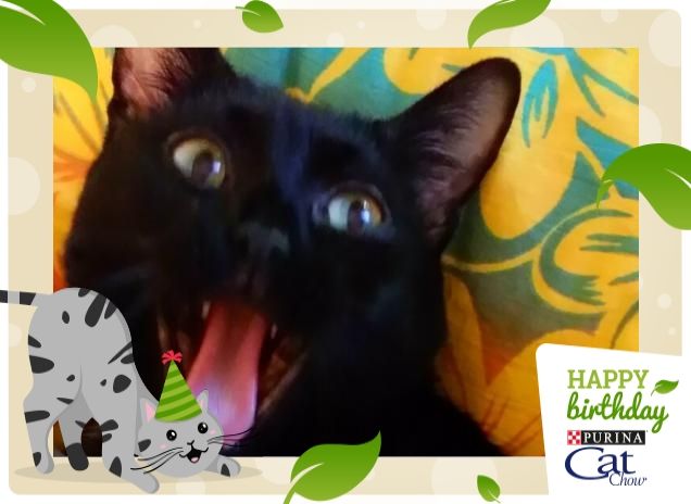 Semola, lo sbadiglio