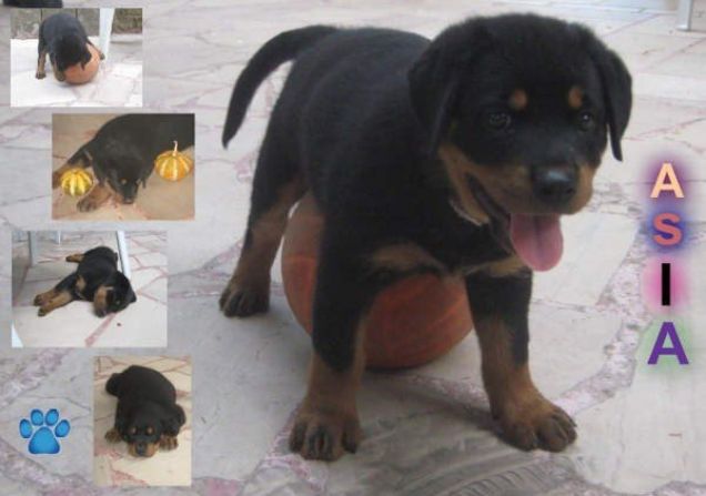 Asia il mio rottweiler