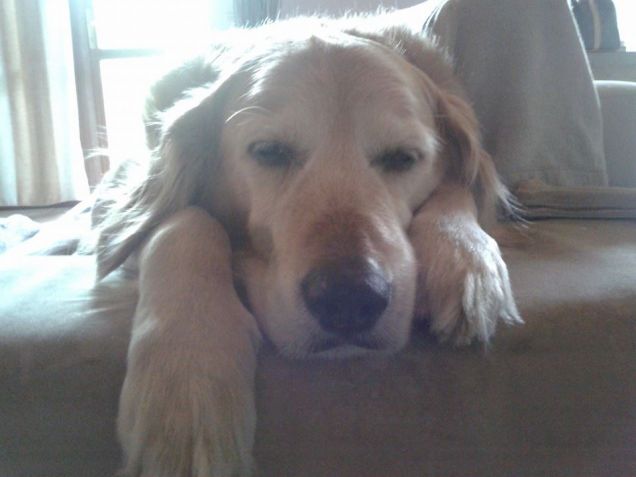 Il mio adorato divano