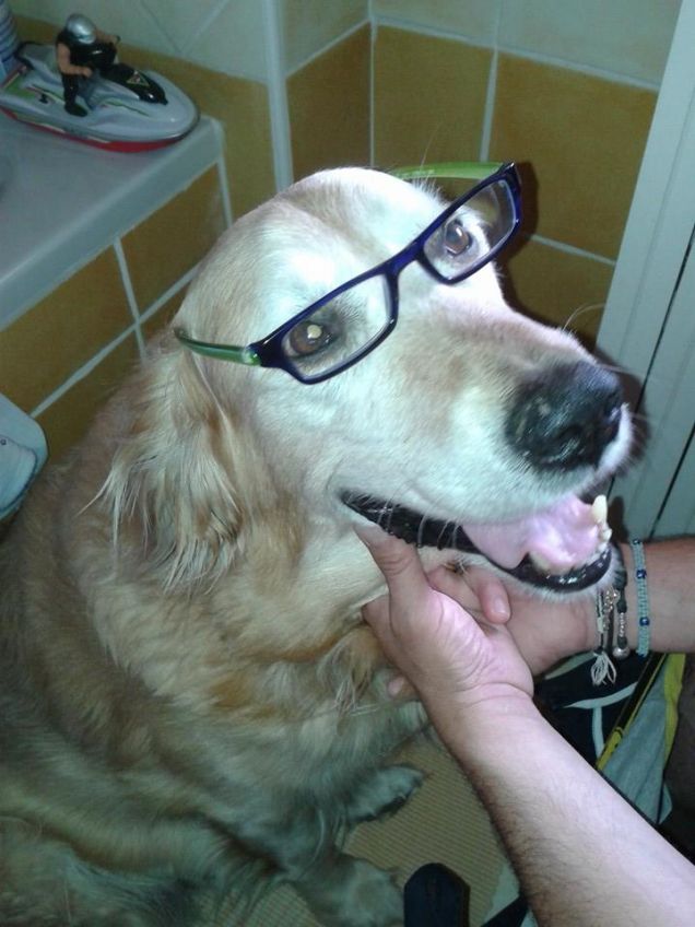 Pluzzy intellettuale