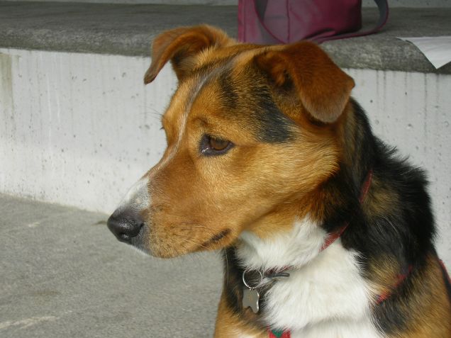 Bully bello di vedetta in montagna