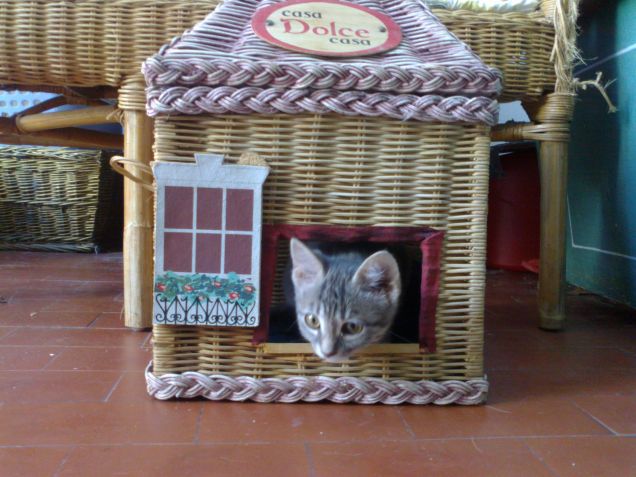 cenerella ha trovato casa