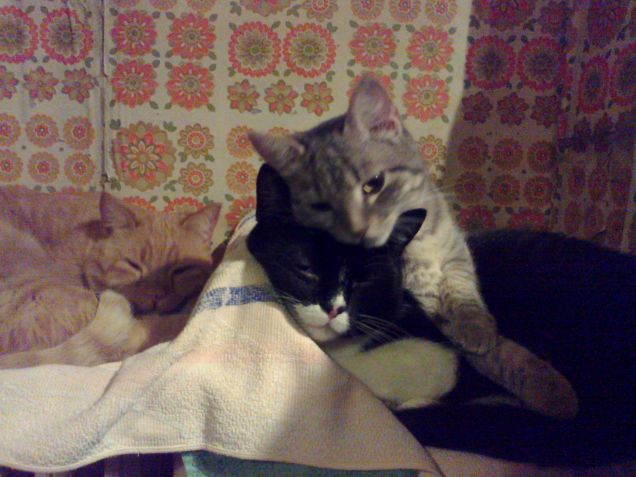 cenerella abbraccia donmatteo