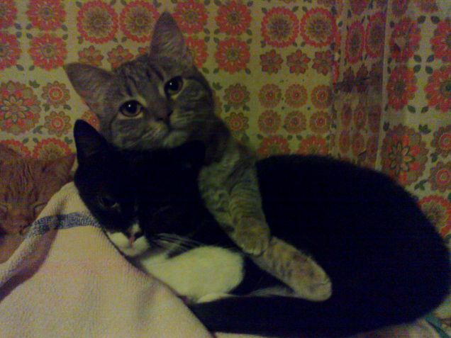 donmatteo e cenerella