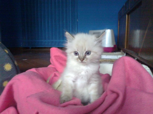 peluche