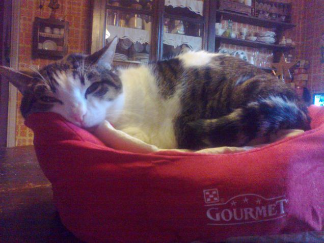 ...è arrivata la cuccetta :)