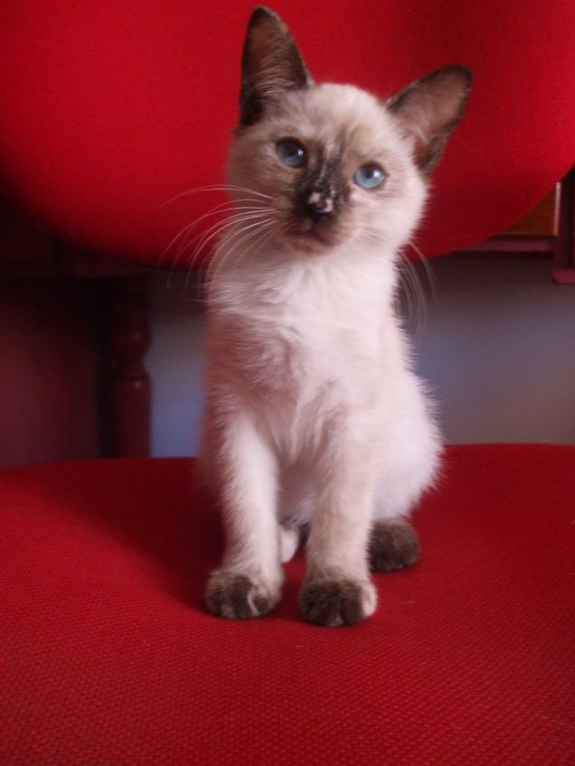 Layla tutta occhioni!