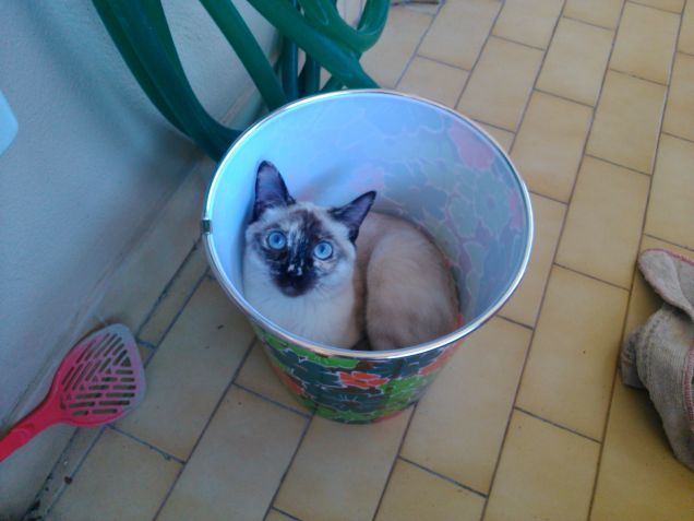 Pazzie made in Layla