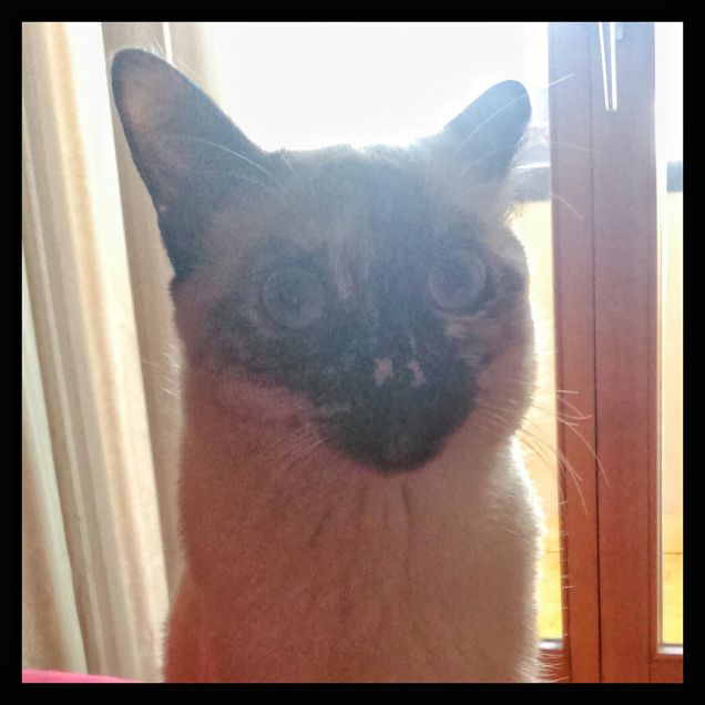 Faccina pazza numero 1