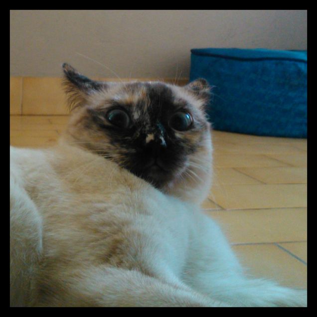 Faccina pazza numero 3