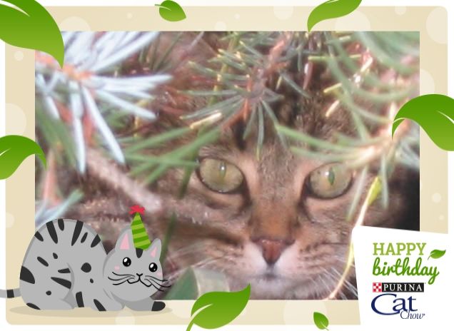 La mia bella Jagyar che ormai non c'è più