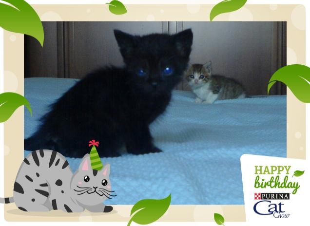 Le mie due piccole pesti Cleo e Micky