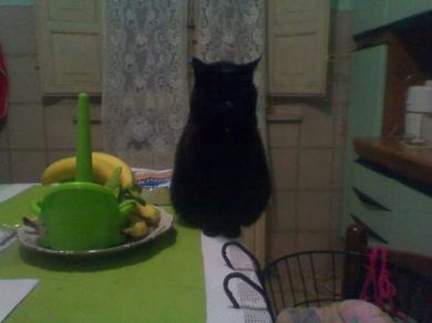 Zimmy