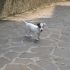 cucciolone Jack russell