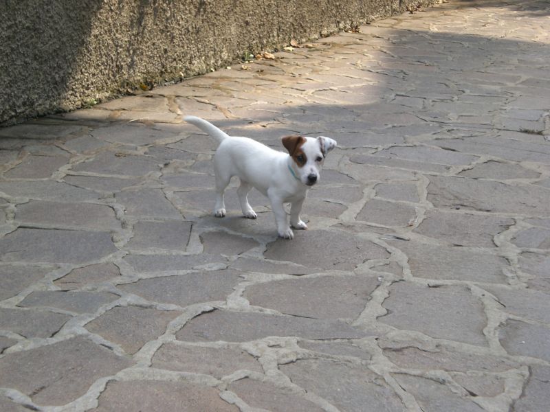 cucciolone Jack russell