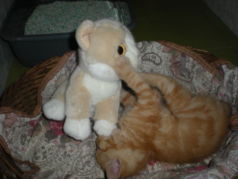 Lotta all'ultimo sangue....miaooooooooooooooo