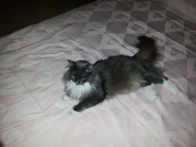 Che bello stare sul lettone!