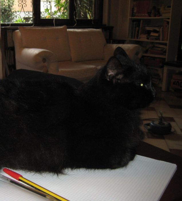 Lulù sdraiata sul quaderno