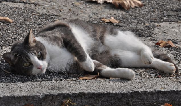 Gatto Pimpi in posa