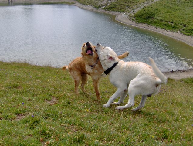 Il mio amico Malto