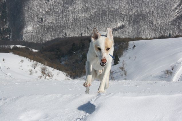 Voglia di Neve