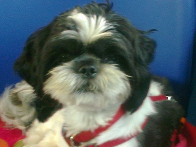 il mio cipollino in treno