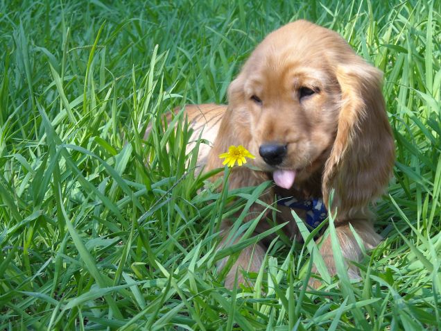 buono questo fiore!!!!